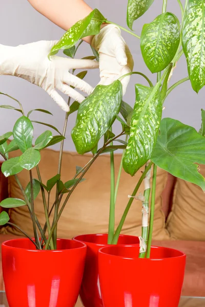 Hands with gloves nurture plants — Stock Photo, Image