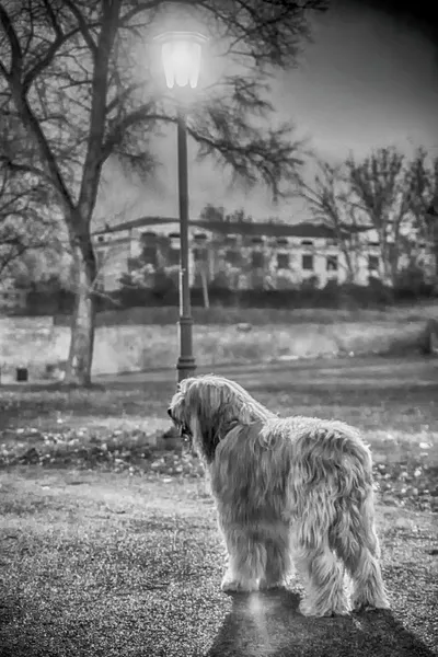 Bergamasco im Park — Stockfoto