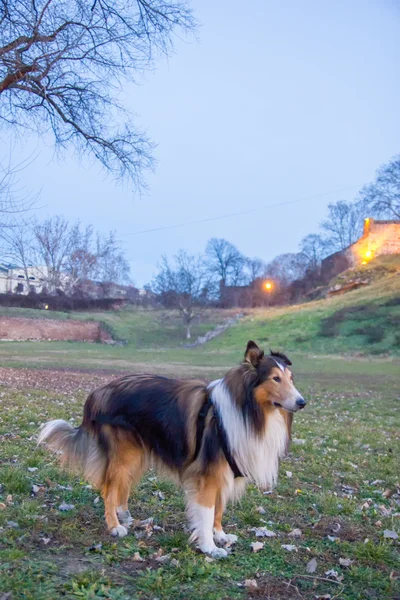 Collie in the park — Stock Photo, Image