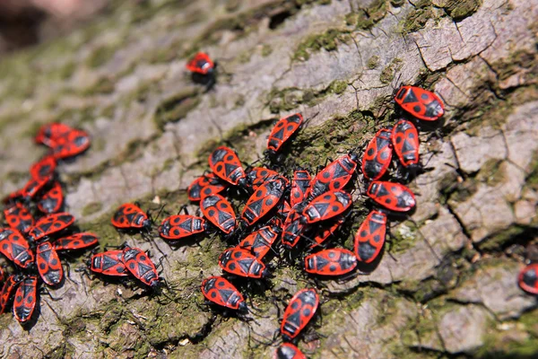 Forest beetles — Stock Image Forest beetles Stock Image