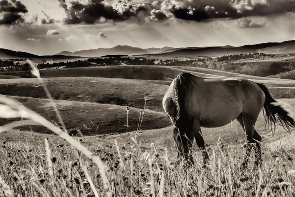 Vintage černé koně na louce — Stock fotografie