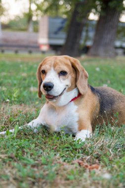 Beagle köpek parkta çimlere yatan ve bir şey izliyor