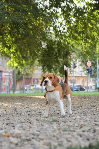 Perro beagle posando en el parque en el paseo de verano — Foto de Stock