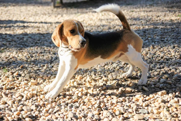 Beagle puppy dog stretching on rocks — Stock Photo, Image