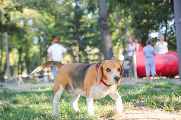 Hermoso perro perrito beagle en parque con patas de posición de sabueso —  Fotos de Stock