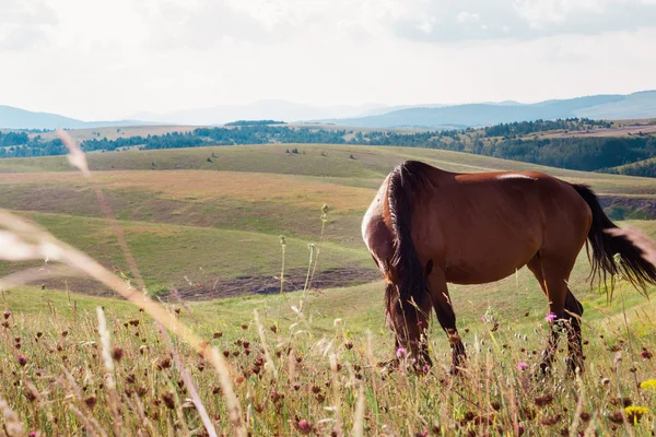 Brun häst betar på en äng — Stockfoto