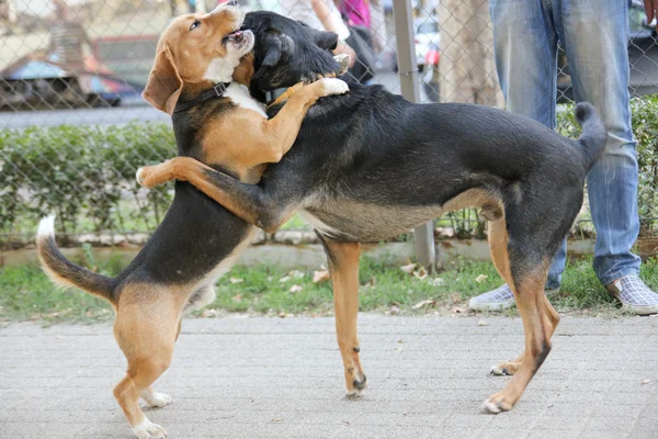 dogs playing in park hugging each other