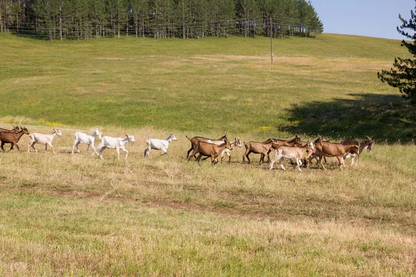 Ziegen auf dem sonnigen Feld — Stockfoto