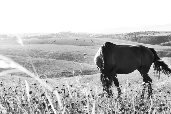 Häst som betar på en äng — Stockfoto