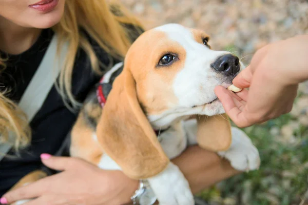 woman feeding beagle puppy dog from the hand