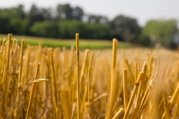 Gambi di grano dopo il raccolto — Foto Stock