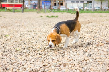 beagle koklama
