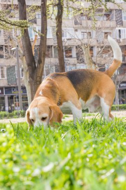 sevimli yaşlı köpek beagle parkta koklama 