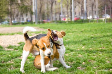 parkta oynayan iki beagles