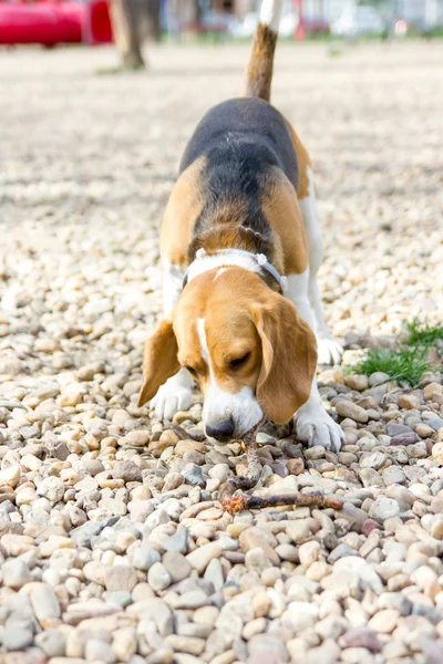 小猎犬号 catchig 在公园里的一根棍子 — 图库照片