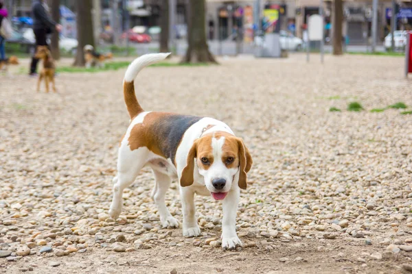 Бродячая собака в парке — стоковое фото