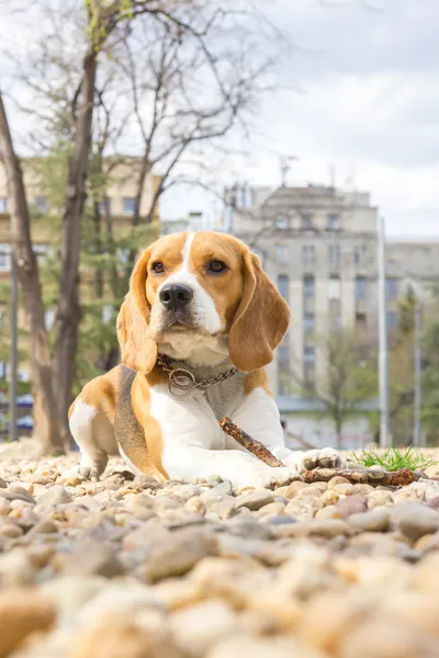 Perro beagle acostado en las rocas en el parque — Foto de Stock