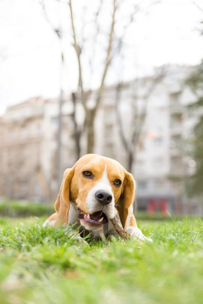 Beagle perro mordisquitos palo en parque en verde hierba —  Fotos de Stock