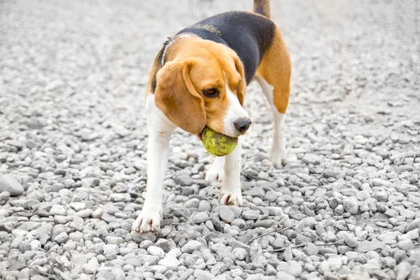 Cão beagle com bola na boca — Fotografia de Stock