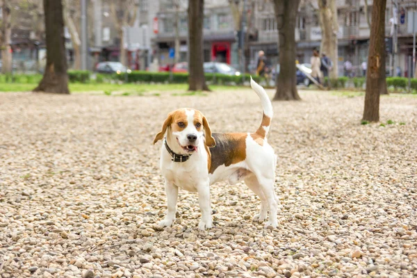 Beagle w parku — Zdjęcie stockowe