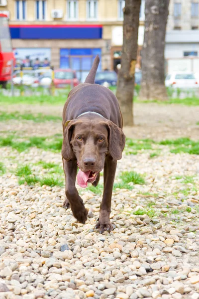 Kahverengi köpek park yapışkanlık dışarı dil ile — Stok fotoğraf