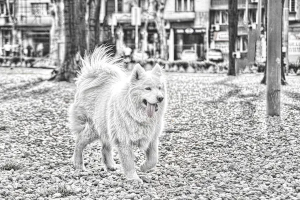 Mutlu samoyed köpek — Stok fotoğraf