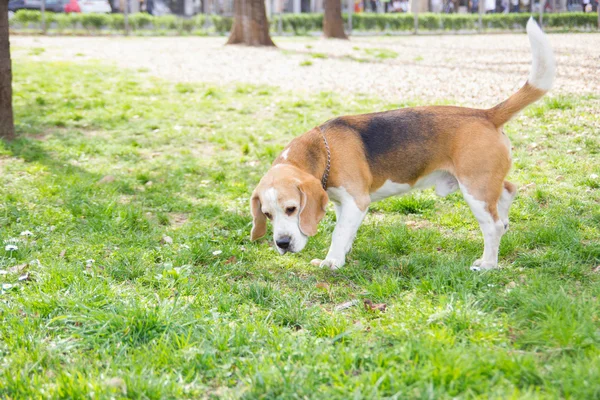 Старый охотничий пёс нюхает в парке — стоковое фото