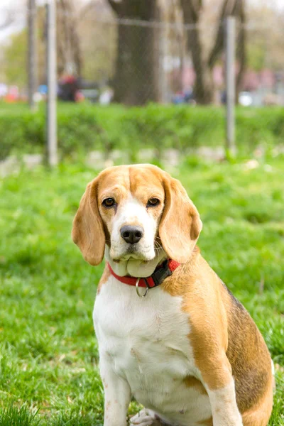 Πορτρέτο του beagle σκύλου στο πάρκο — Φωτογραφία Αρχείου