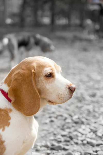 Retrato de beagle a cores sobre fundo preto e branco — Fotografia de Stock