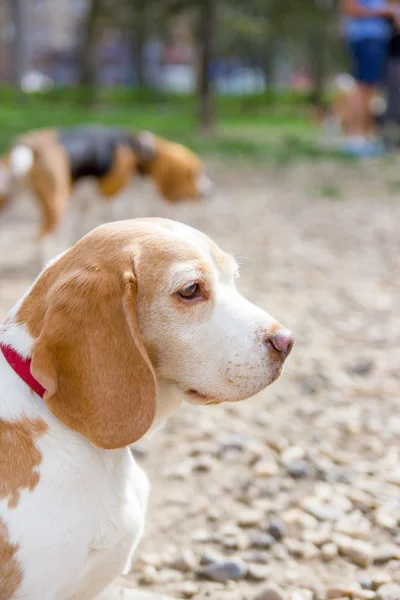 Snout of beagle dog — Stock Photo, Image