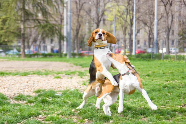 Dos perros beagle en parque jugando y saltando con las orejas levantadas — Foto de Stock