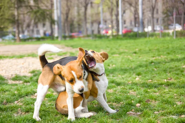 Dois beagles que jogam no parque — Fotografia de Stock