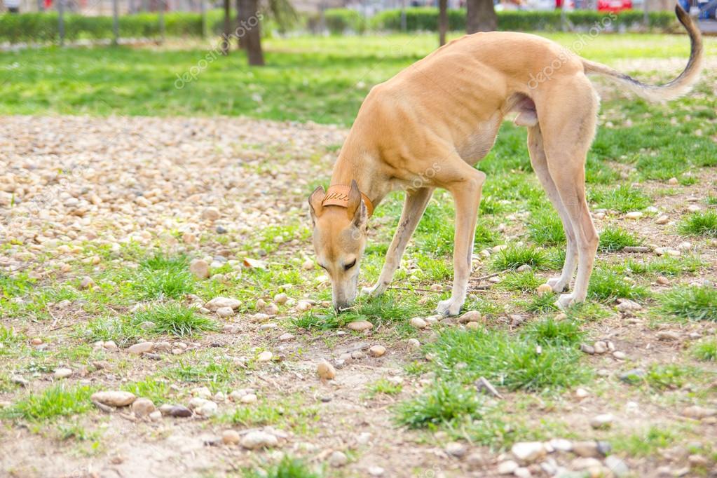 Greyhound dog in park sniffing — Stock Photo © feelphotoartz 43405951
