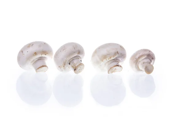Champiñones champiñones con sombra dispuestos en línea sobre fondo blanco —  Fotos de Stock