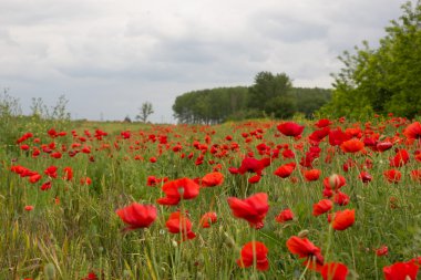 Mavi gökyüzü karşı kırmızı haşhaş alanla kır çiçekleri