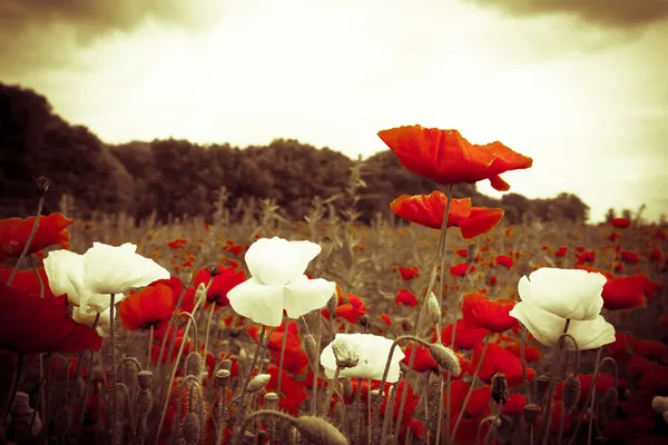 Un campo de hermosas amapolas iluminadas por el atardecer — Foto de Stock