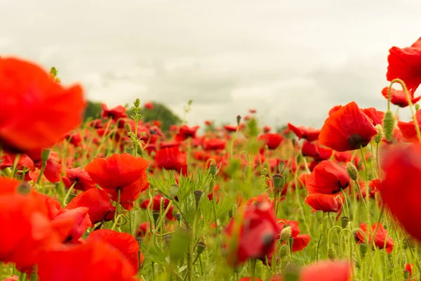 A field of red poppies on cloudy day landscape — Stock Photo, Image