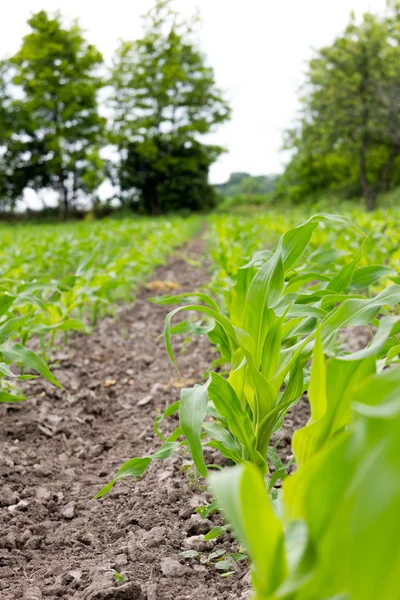 Champ agricole sur lequel poussent les plants de maïs — Photo