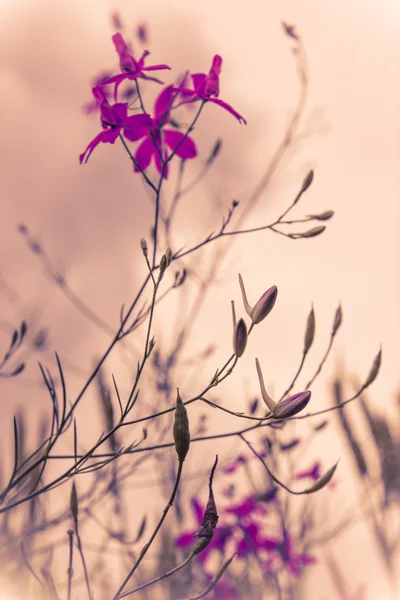 Aurora alba con fiori selvatici di colore viola nebbioso — Foto Stock