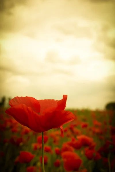 Hermosa flor de amapola roja en flor bajo el cielo del atardecer — Foto de Stock