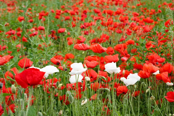 Beau champ d'été avec coquelicots rouges et fleurs blanches — Photo