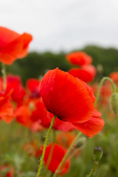 Kvetoucí květiny, pokryté kapkami Rosy po letní déšť — Stock fotografie