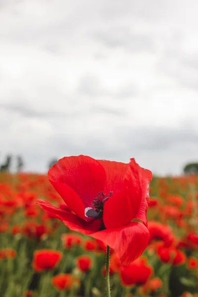Kvetoucí červený květ máku proti zamračeným letním nebi — Stock fotografie