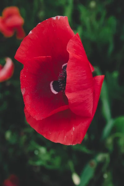 Kvetoucí červený mák květ za soumraku — Stock fotografie