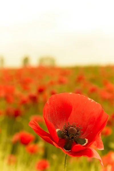 Blossom of red poppy flower in nature — Stock Photo, Image
