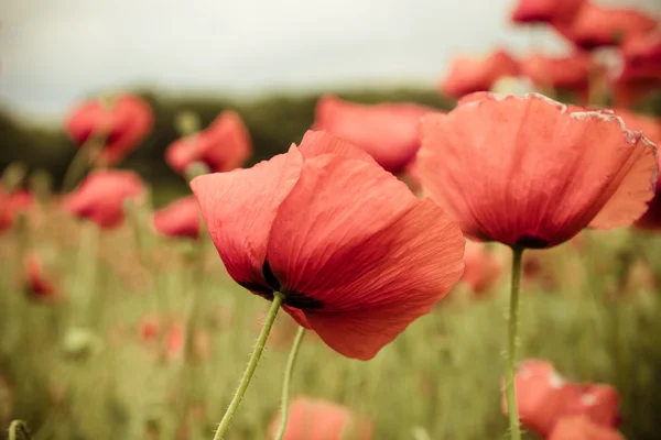 Close up de flores de papoula vermelha no campo de primavera — Fotografia de Stock