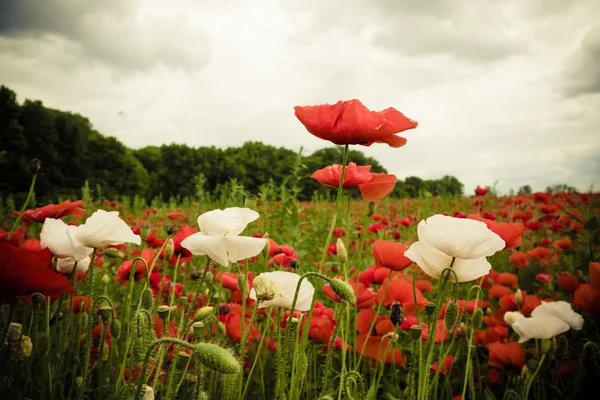 Cloudscape nad polem wild flower za soumraku — Stock fotografie