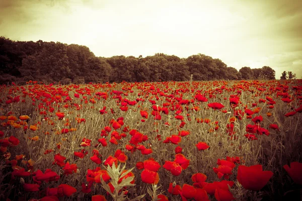 Campo colorido con flores rojas silvestres al atardecer nublado — Foto de Stock