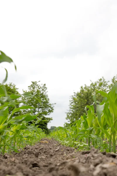 Campo di mais verde con piante di mais — Foto Stock