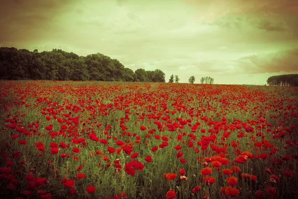 Idyllic field with red poppies against the sunset sky — Stock Photo, Image